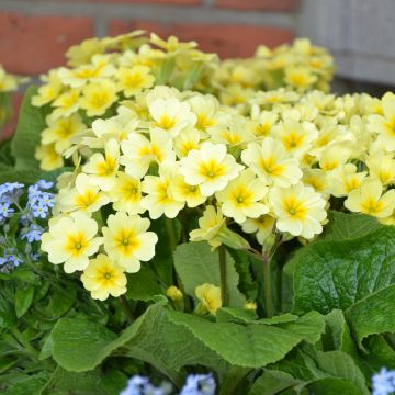 Primula eliator Veristar Lemon
