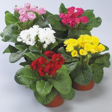 Primula vulgaris Rosanna Mix F1