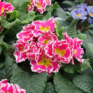 Primula vulgaris Sweetie