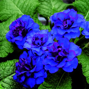 Primula vulgaris Belarina Cobalt Blue