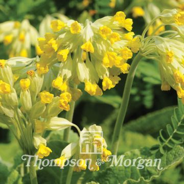 Primula veris (semillas)