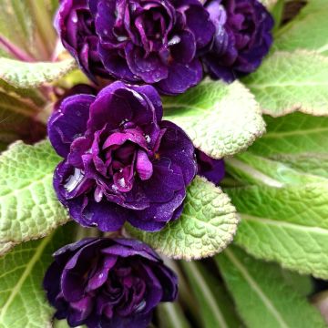 Primula vulgaris Strong Beer