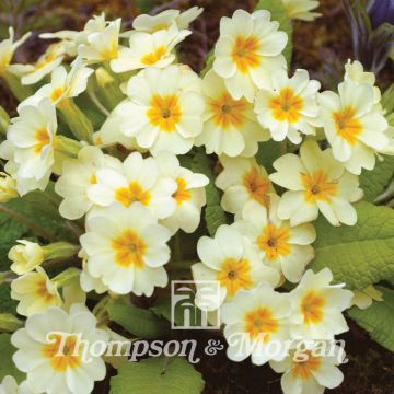 Primula vulgaris (semillas)
