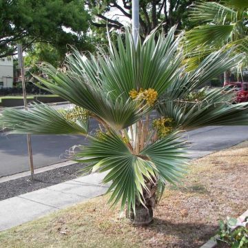 Pritchardia hillebrandii Blue Moon - Palmera