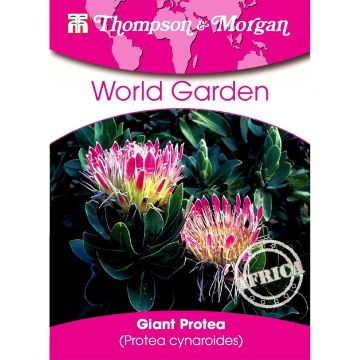 Protea cynaroides (semillas) - Protea rey