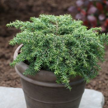 Tsuga canadensis Nana - Falso abeto del Canadá