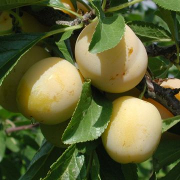 Ciruelo Miraclaude