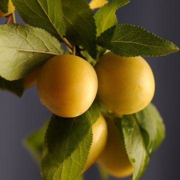 Ciruelo Reinegold
