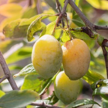 Ciruelo Quetsche Blanche de Létricourt Bio