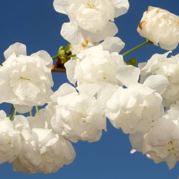 Cerezo de flor doble - Prunus avium Plena