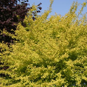 Prunus cerasifera Złoty Obłok - Ciruelo de jardín