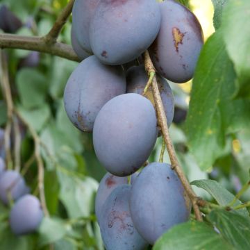 Ciruelo Węgierka Dąbrowicka - Prunus domestica