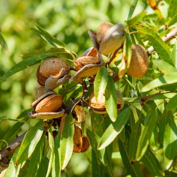 Almendro Marcona