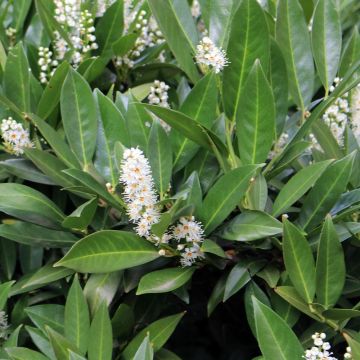 Laurel cerezo Fontanettes - Prunus laurocerasus