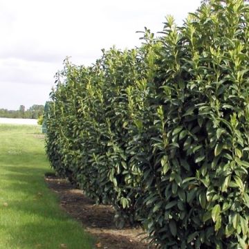 Laurel cerezo Genolia - Prunus laurocerasus