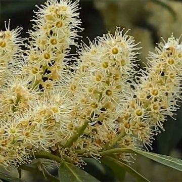 Laurel cerezo Herbergii - Prunus laurocerasus
