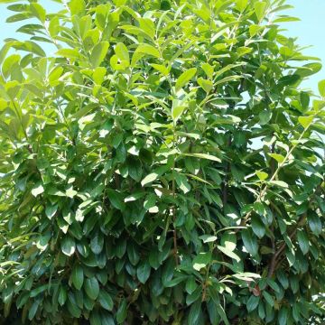 Laurel cerezo Novita - Prunus laurocerasus