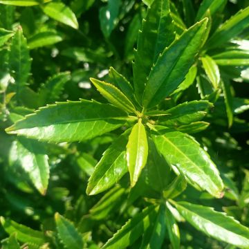 Laurel cerezo Sofia - Prunus laurocerasus