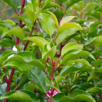 Laurel portugués Brenelia - Prunus lusitanica