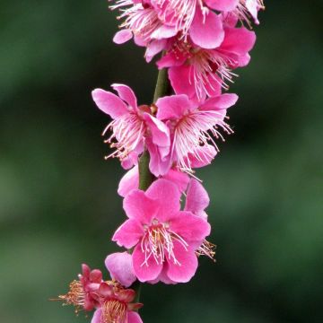 Prunus mume Beni Chidori - Ume