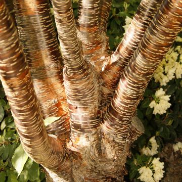 Prunus rufa - Cereza del Himalaya