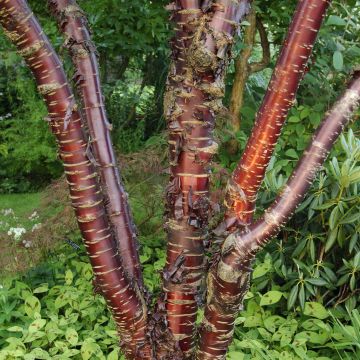 Prunus serrula Amber Scots