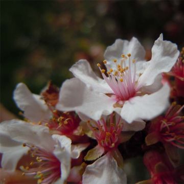 Prunus tomentosa - Cereza de Nanjín
