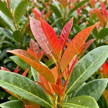 Prunus laurocerasus On Fire - Laurel cerezo