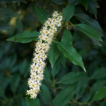 Laurel portugués (semillas) - Prunus lusitanica