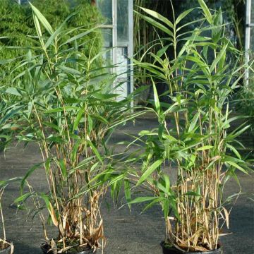 Pseudosasa japonica Tsutsumiana - Bambú japonés