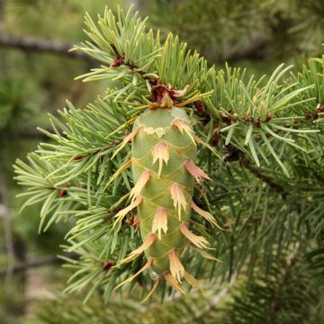 Pseudotsuga menziesii - Pino de Oregón