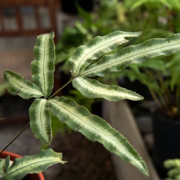 Pteris nipponica - Helecho