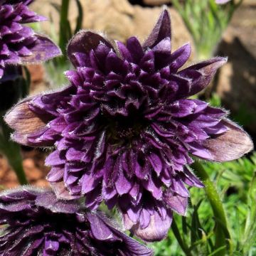 Pulsatilla vulgaris Fairy Dreams - Pulsatilla común