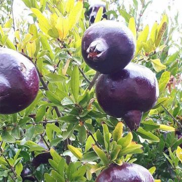 Granada Black Fruit