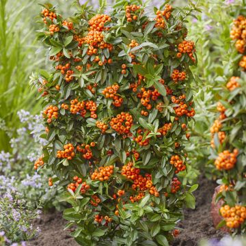 Piracanta coccinea Orange Star