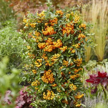 Piracanta coccinea Sunny Star