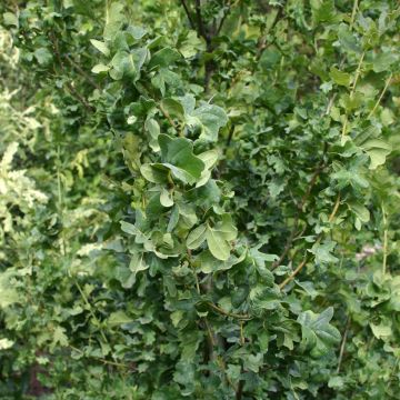 Quercus robur Facrist - Roble común