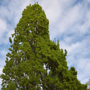 Quercus robur Fastigiata - Roble de porte columnar