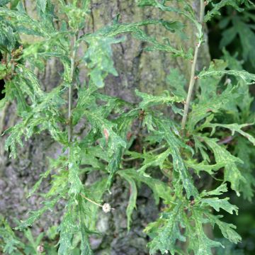 Quercus robur Strypemonde - Roble común