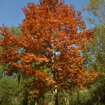 Quercus rubra - Roble americano