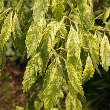 Quercus serrata Ishii - Roble 
