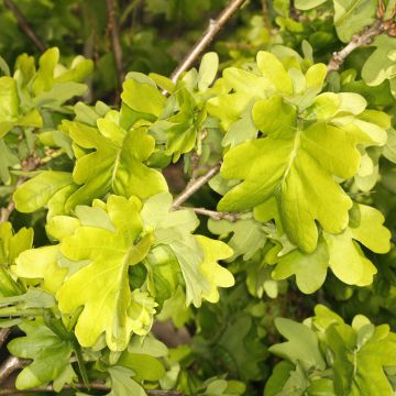 Quercus robur Cristata - Roble común