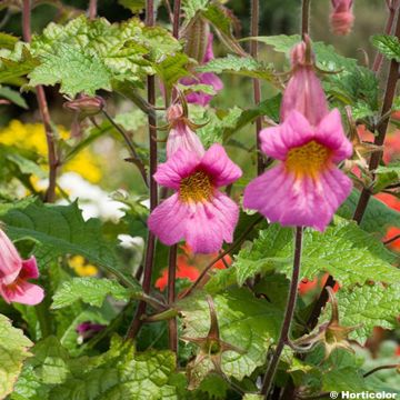 Rehmannia elata - Dedalera china