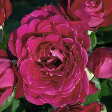 Rosal Dominica Intercomdoor (Rosal de pie alto)