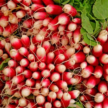 Rábano sativus de 18 jours