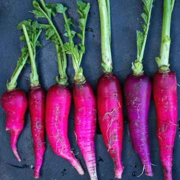 Rábano Violet de Gournay Rábano Violet de Gournay