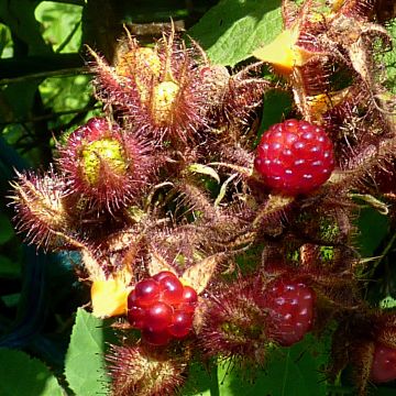 Frambuesa japonesa - Rubus phoenicolasius