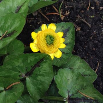Ranunculus ficaria Collarette - Celidonia menor