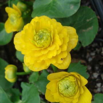 Ranunculus ficaria Flore Pleno - Celidonia menor