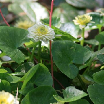 Ranunculus ficaria Ken Aslet - Celidonia menor